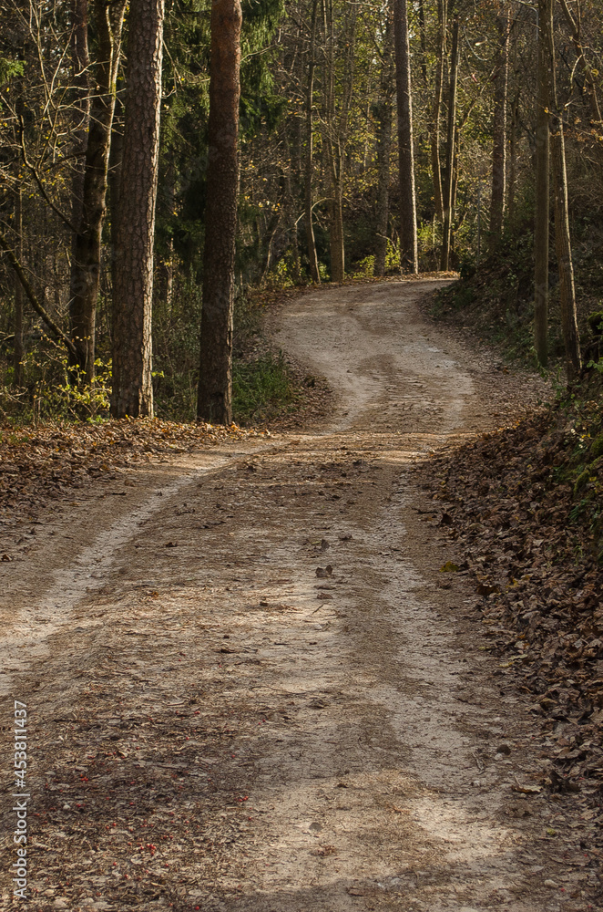 Fototapeta premium Winding forest road in Ogre, Latvia.