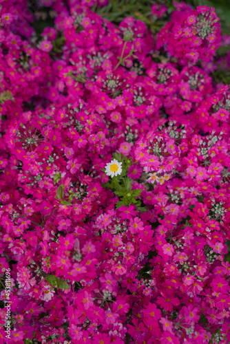 Flower garden - vertical -