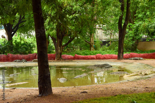 Crocodiles in Jungle Zoo Park   