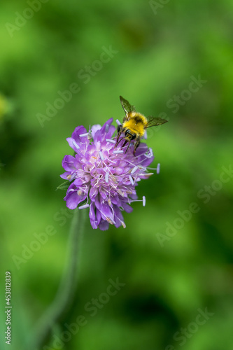 macro picutre of an bumblebee on a alpine flower in Valais