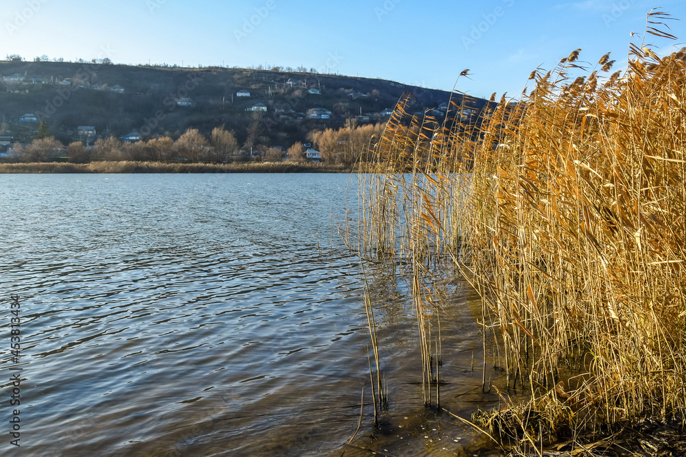 Dry reed beds on river bank in windy weather. Dry Grass in fall. Calm flow of river water. Picturesque landscape. Selective focus. Copy space. Dry reed beds on river bank in windy weather. Dry Grass in fall. Calm flow of river water. Picturesque landscape. Selective focus. Copy space.