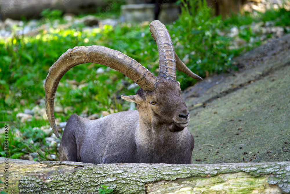 Capricorn at animal park on a sunny summer Sunday. Photo taken August 15th, 2021, Bregenz, Switzerland. Capricorn at animal park on a sunny summer Sunday. Photo taken August 15th, 2021, Bregenz, Switzerland.