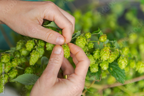 Obraz na plátne Human hands plucking fresh green hops from the vine