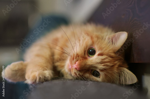 Close up of ginger cat is laying on the sofa, selective focus