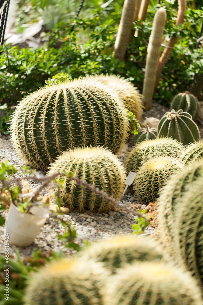 cactuses cactuses