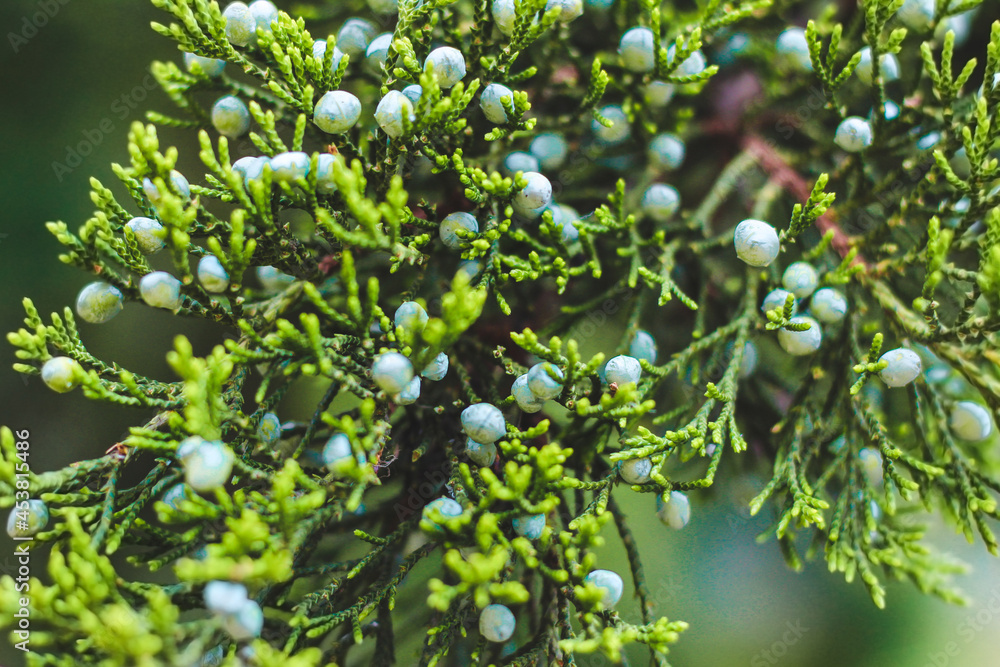 Unripe juniper fruits close up.