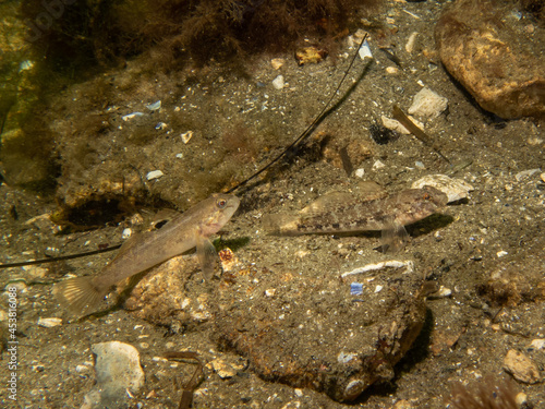 A Sandy Goby  Pomatoschistus minutus  in The Sound  the water between Sweden and Denmark