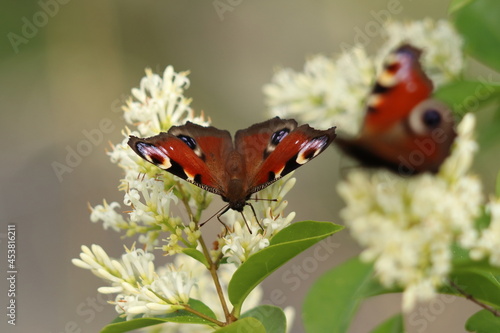 Billede på lærred Aglais io, two butterflies on a white frangipani flower