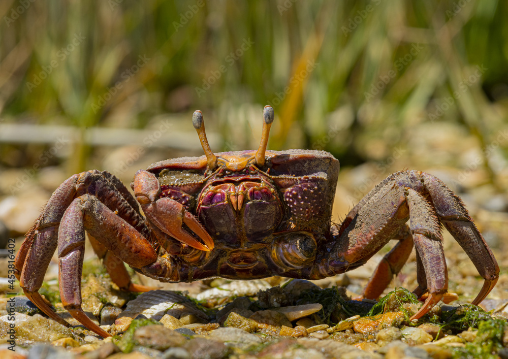 Obraz premium Krab w Portugalii