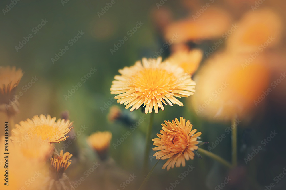 Bright yellow fragrant beautiful dandelion flowers bloom in a meadow among wild green grass on a summer day. Nature. Bright yellow fragrant beautiful dandelion flowers bloom in a meadow among wild green grass on a summer day. Nature.