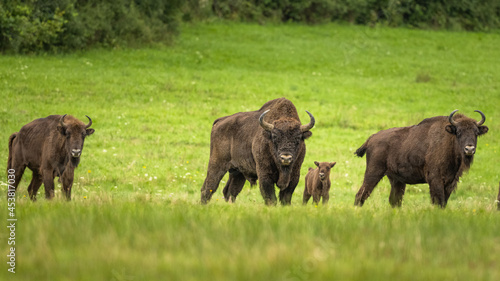 European Bison on the green meadow. The Bieszczady Mountains, Carpathians. Poland.