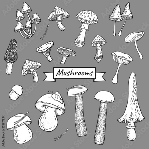 Set of images of mushrooms, vector clip art, hand-drawn illustrations. Edible and poisonous mushrooms .Vintage sketch.