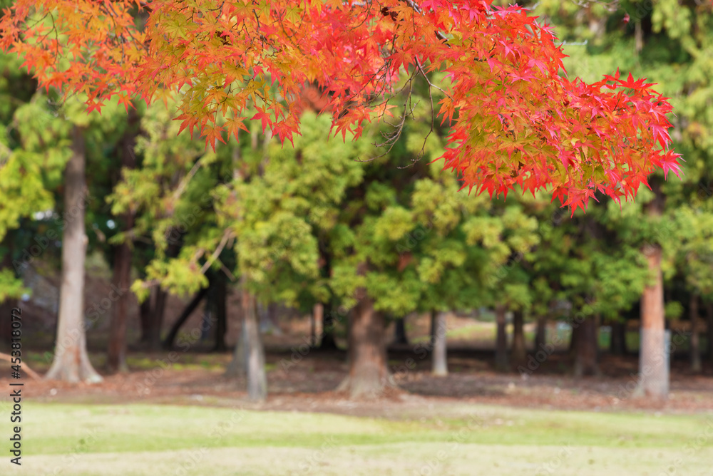 Naklejka premium Red maple leaves in autumn season with forest background