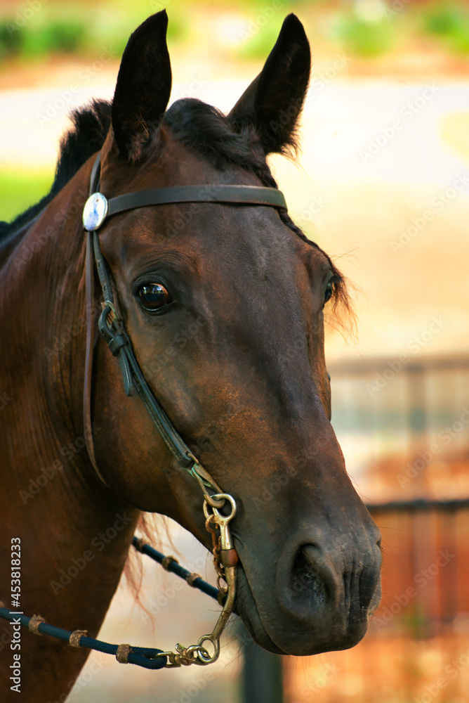 A headshot of a beautiful horse in a park.