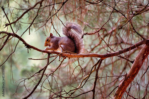 A gray squirrel sitting on a dead branch in a cedar tree.