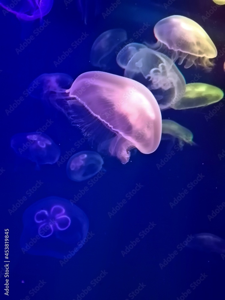 Obraz premium jelly fish in aquarium