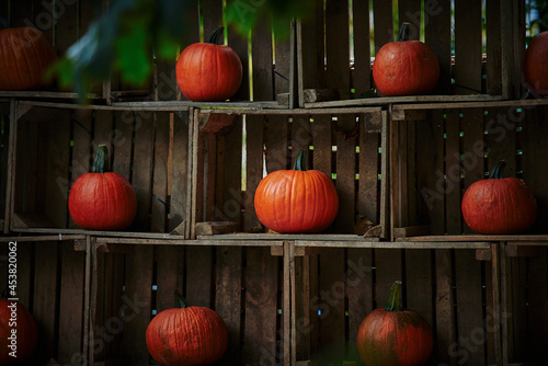 Pumpkins in crates as an autumn decoration