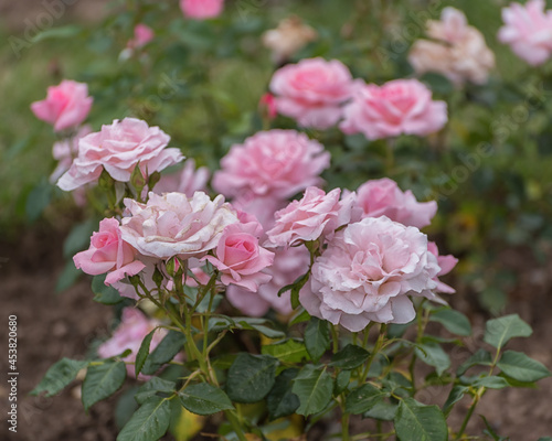 Pink roses. Selected sorts of exquisite roses for parks, gardens, decoration