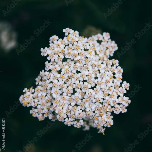 Yarrow (Achillea millefolium). Honey plant. Meadow plant. Soft focus.