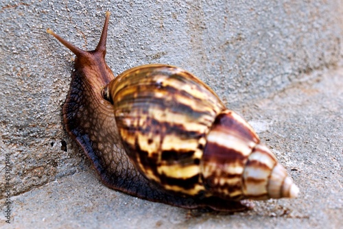 giant african snail crawling on gray cement wall background photo