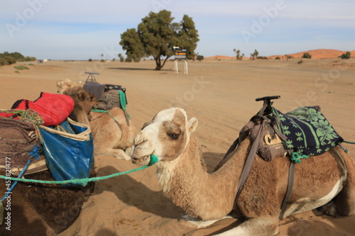 sitting camels waiting for the departure to the Sahara desert adventure  Morocco