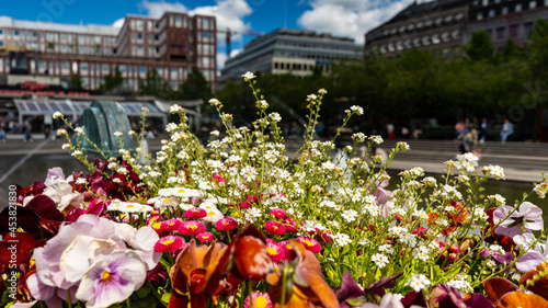 Sweden, Stockholm, Forumdammen, Street flowers, 2019 year