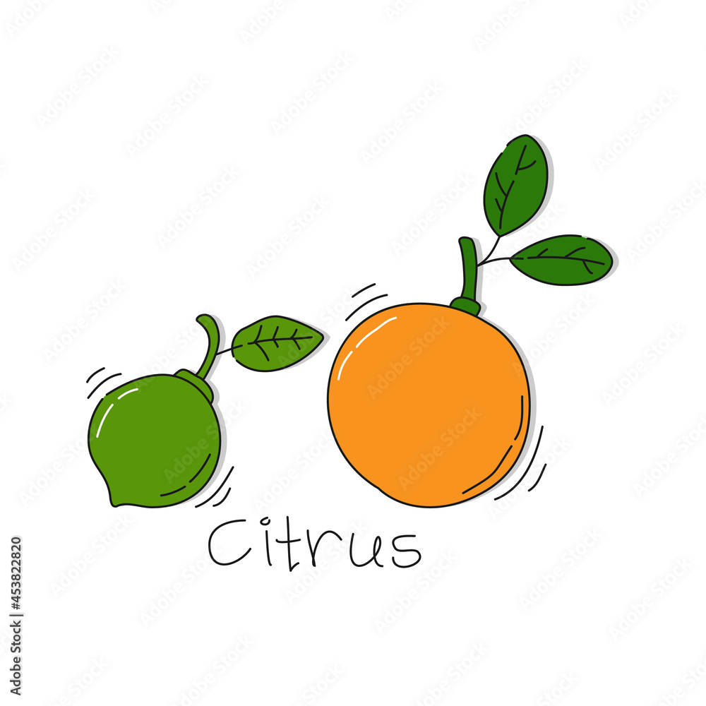 Orange and lime fruit on white background. Cartoon sketch graphic ...