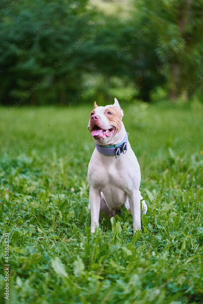 Vertical portrait of american pitbull terrier dog with leash sitting on grass in park and looking around with open mouth and tongue out. Happy and cheerful puppy on walk on summer day. Obedient pet