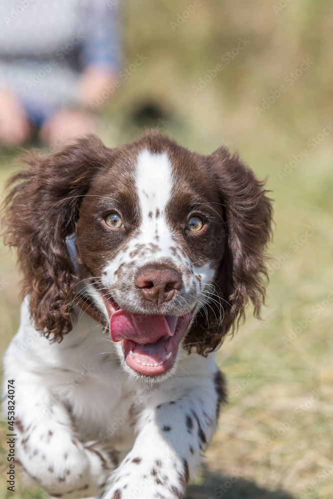 Cute puppy face. Crazy looking adorable spaniel dog close up. Cute puppy face. Crazy looking adorable spaniel dog close up.