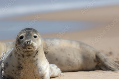 Beautiful soft nature and wildlife image of a grey seal