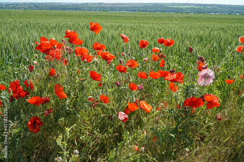 Red wild poppies bloom along the field.