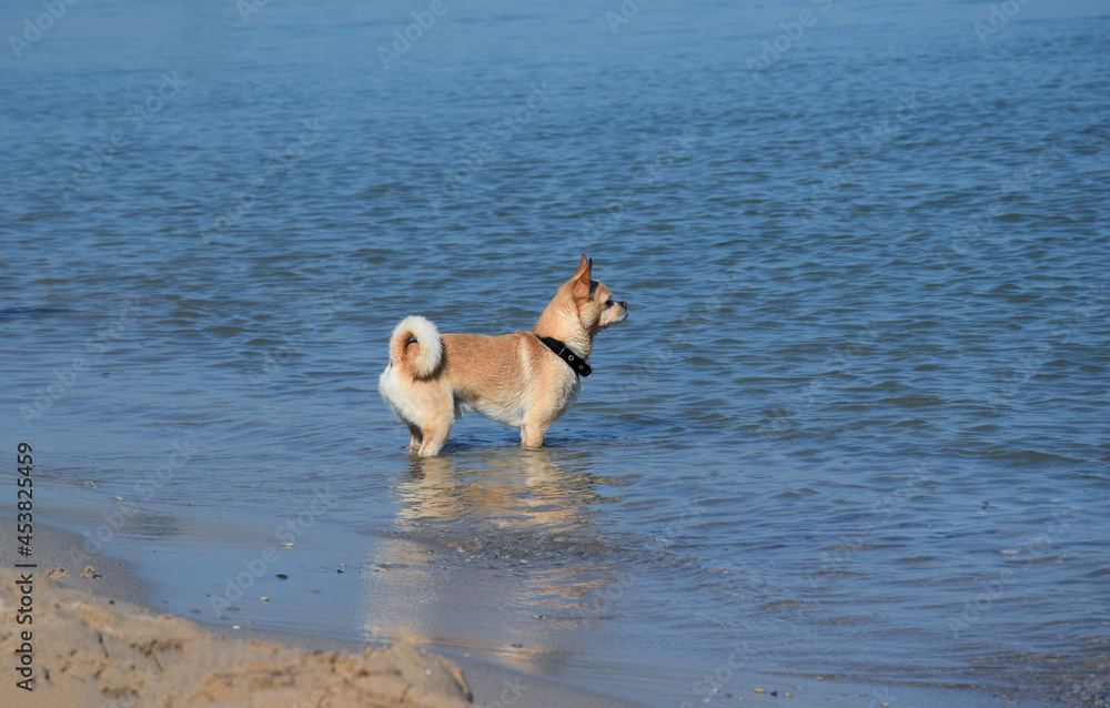 A cute Chihuahua dog in a collar stands on the seashore and looks into the distance A cute Chihuahua dog in a collar stands on the seashore and looks into the distance