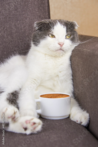 A fold-eared cat sits with a cup of coffee.