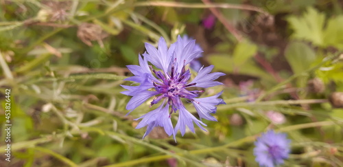 The beautiful summer flower