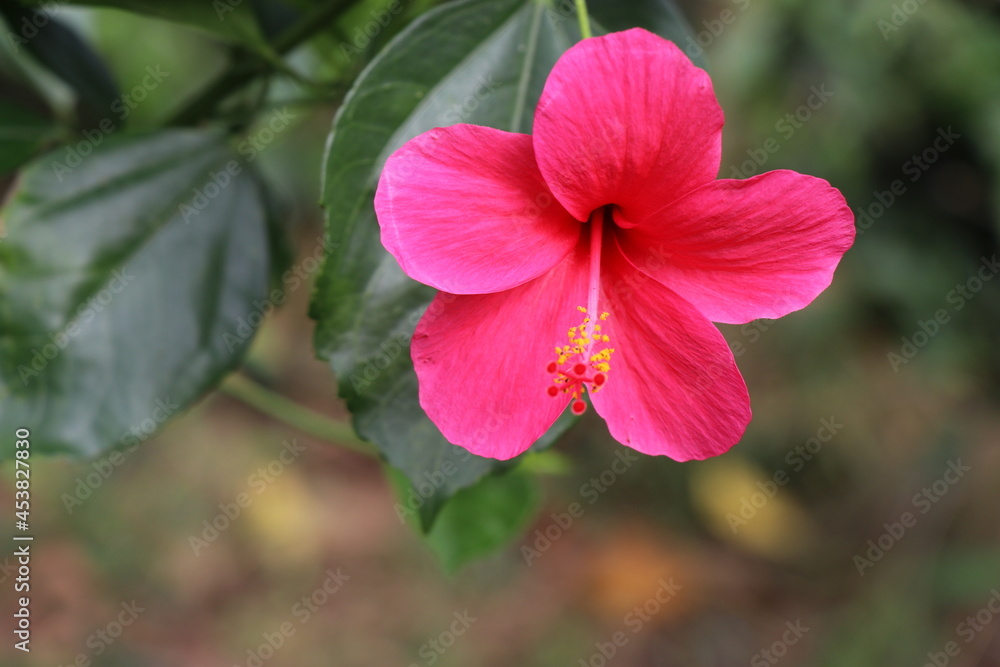A front view of the pink hibiscus flower in the garden with the natural background on the bright sunny day. A front view of the pink hibiscus flower in the garden with the natural background on the bright sunny day.