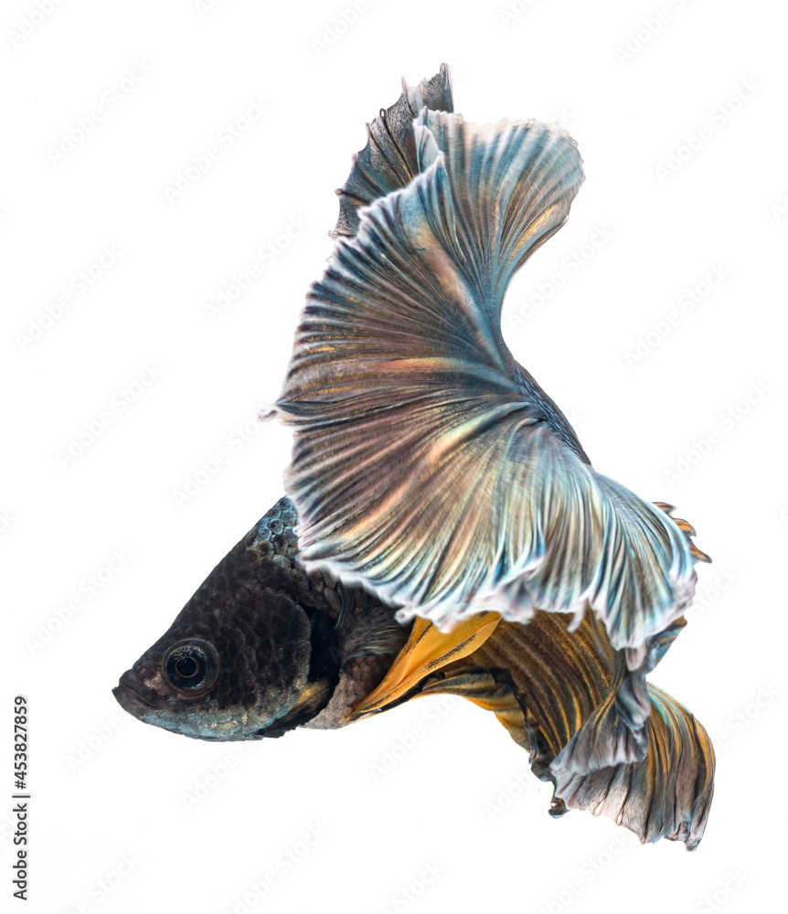 Fototapeta premium Halfmoon betta fish, siamese fighting fish, Capture moving of fish, abstract background of fish tail