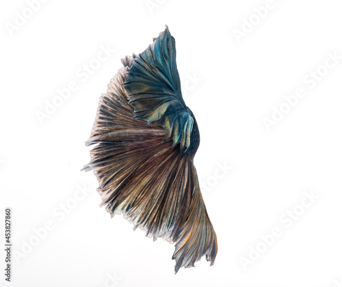 Halfmoon betta fish, siamese fighting fish, Capture moving of fish, abstract background of fish tail 