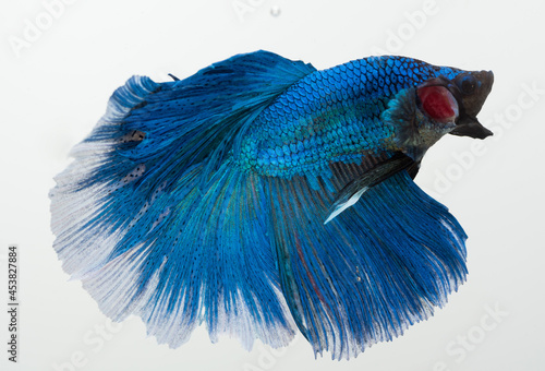 Halfmoon betta fish, siamese fighting fish, Capture moving of fish, abstract background of fish tail 