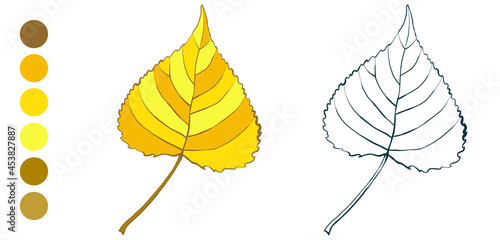 Coloring sheet with yellow autumn aspen leaf and appropriate color palette isolated on white background. Hand-drawn style vector illustration. photo