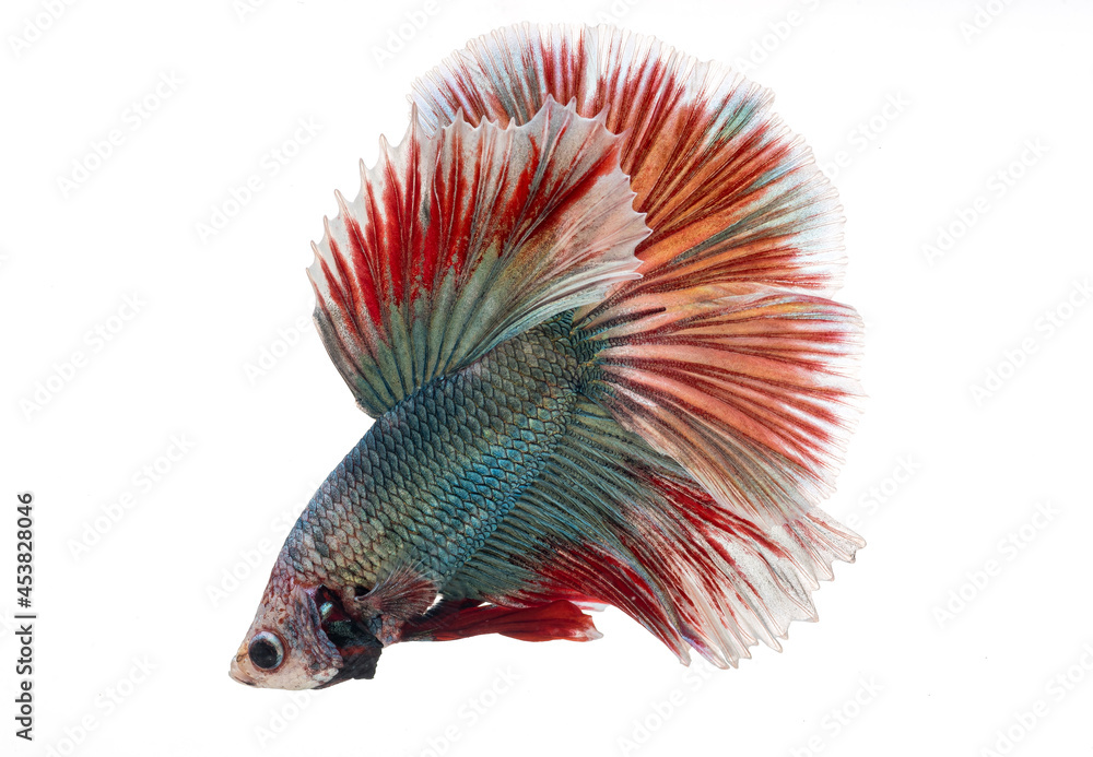 Fototapeta premium halfmoon betta fish, siamese fighting fish, betta splendens 