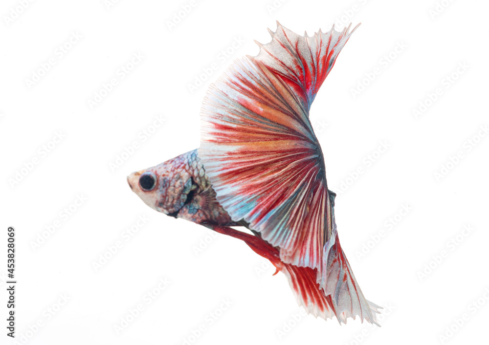 Fototapeta premium halfmoon betta fish, siamese fighting fish, betta splendens 