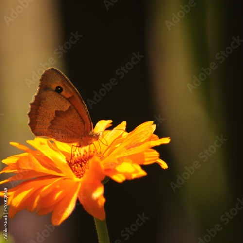 kolorowy  motyl  na  żółtym   kwiatku  widziany  z  bliska
