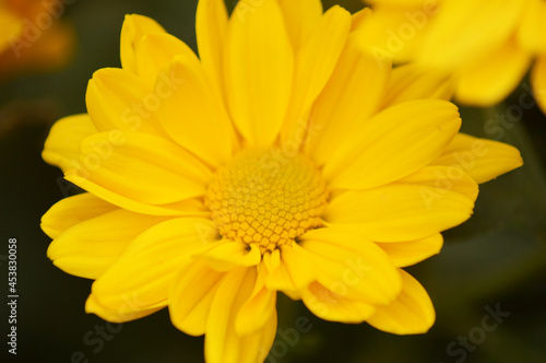 fresh yellow flower in the garden