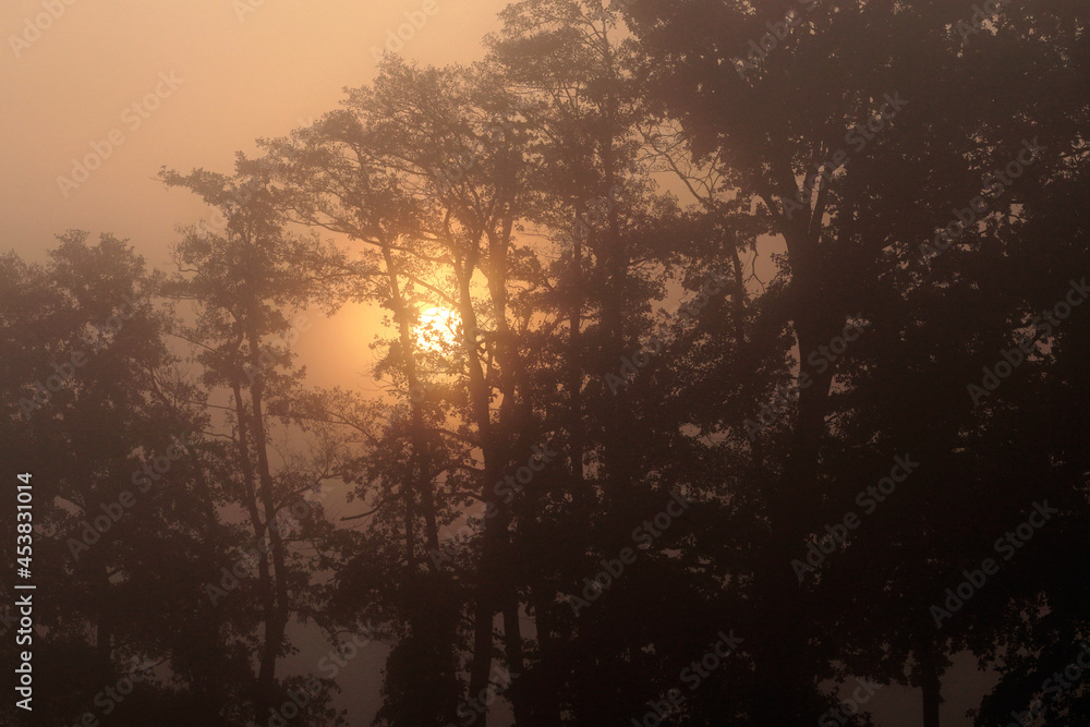 Sunlight through the canopy and fog Sunlight through the canopy and fog