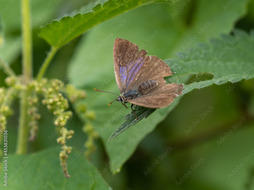 Female Purple Hairstreak Resting on Nettles Female Purple Hairstreak Resting on Nettles