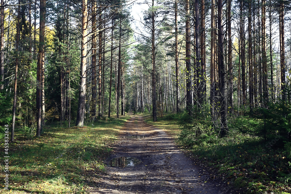 golden autumn forest landscape, mixed forest view, taiga, nature in october golden autumn forest landscape, mixed forest view, taiga, nature in october