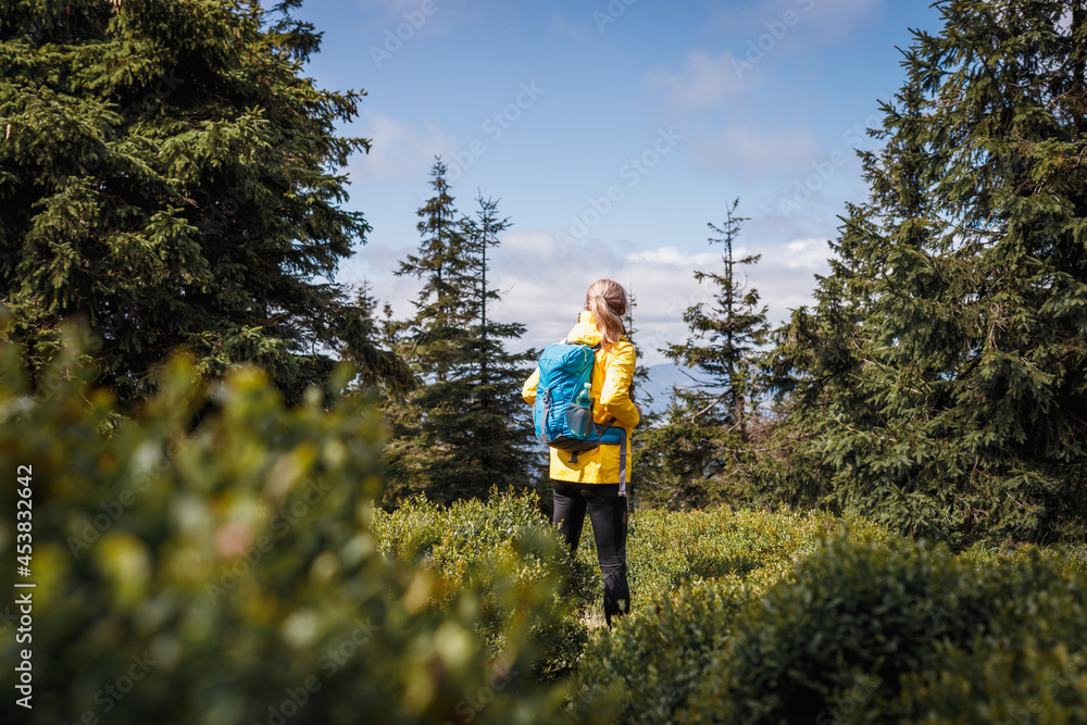 Hiker with a backpack standing in a spruce forest with blueberry bushes. Solo tourist hiking in woodland. Sport active lifestyle - obrazy, fototapety, plakaty 