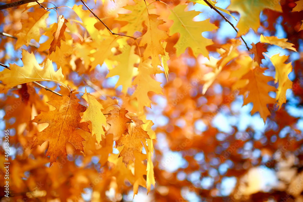 maple leaf concept background autumn, abstract october maple leaf concept background autumn, abstract october