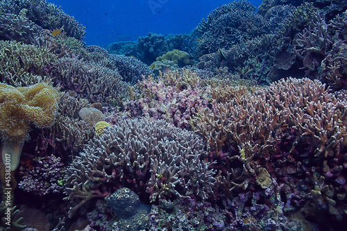 gorgonian large branching coral on the reef / seascape underwater life in the ocean