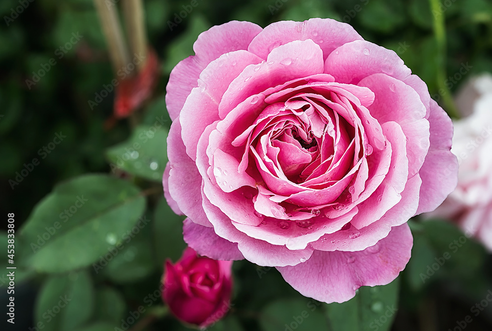 Beautiful Pink rose flower in the garden Beautiful Pink rose flower in the garden